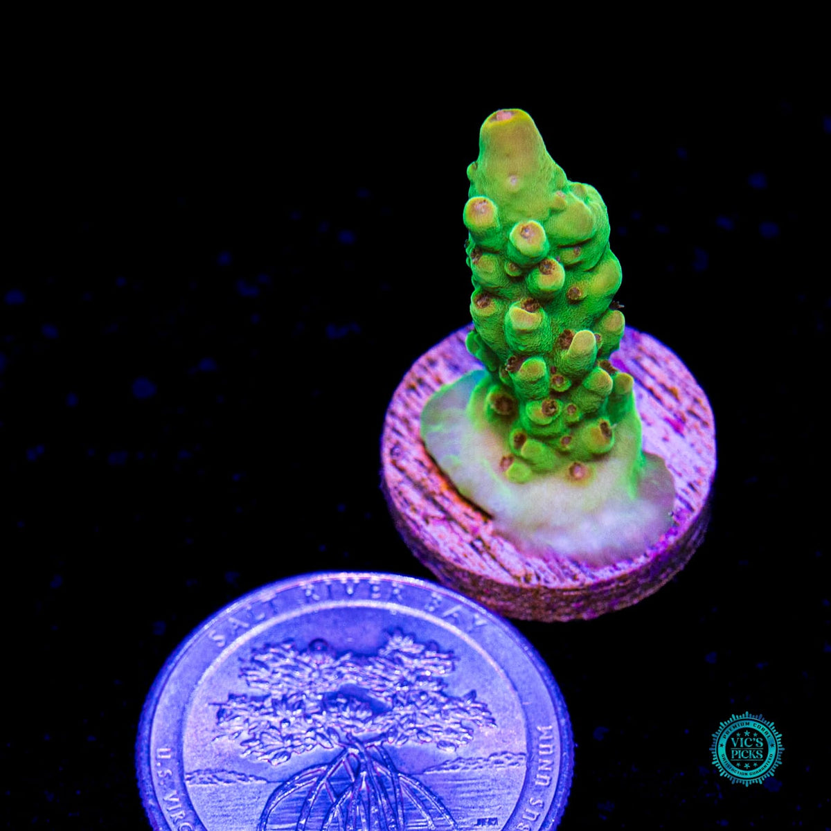 WWC Budgie Smuggler Acropora - Daylight Photo