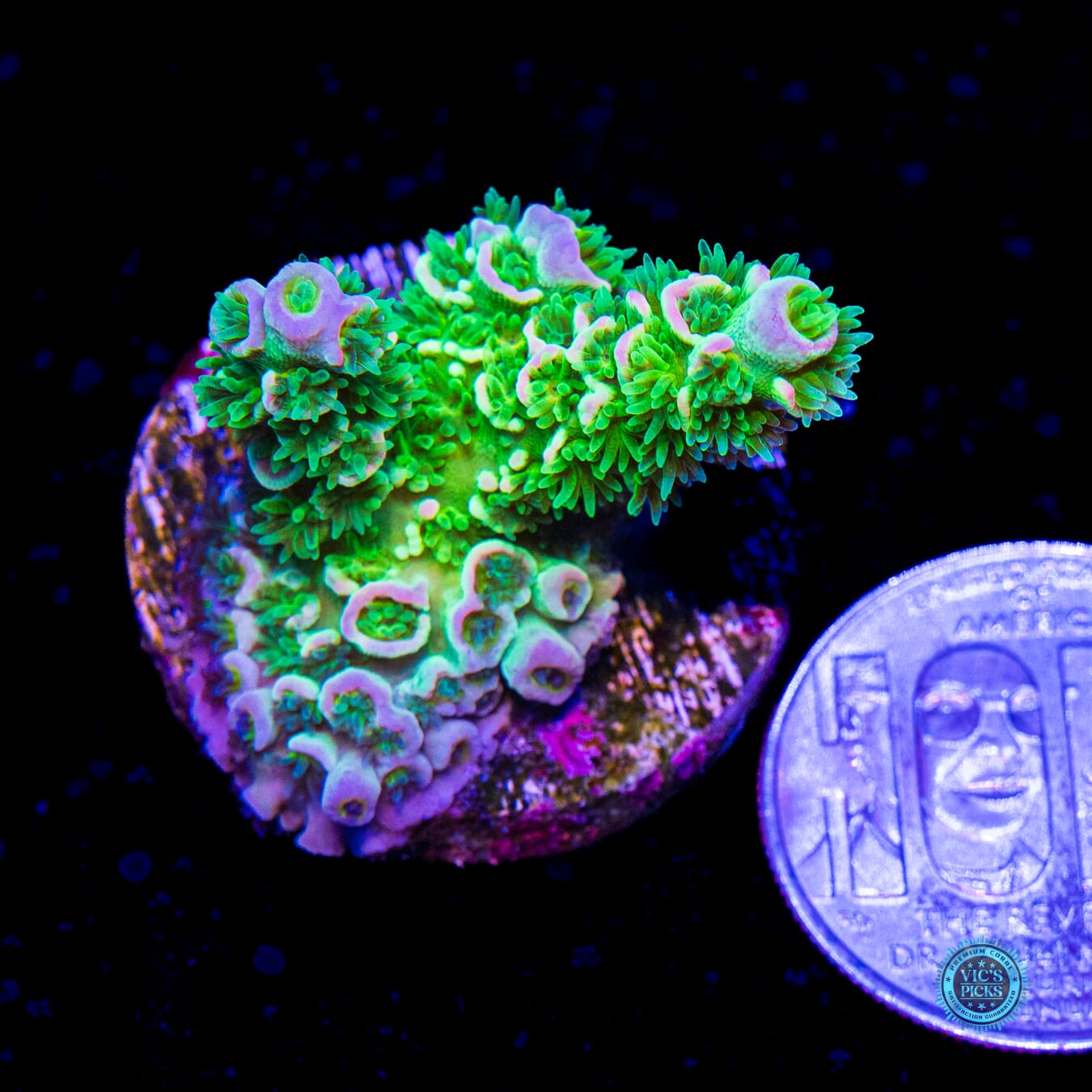 Jason Fox Homewrecker Acropora