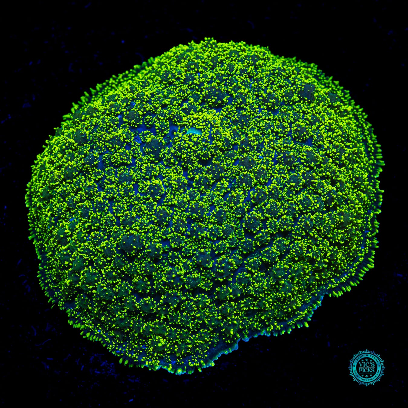 Juniper Jelly Hairy Mushroom - Actinic Photo