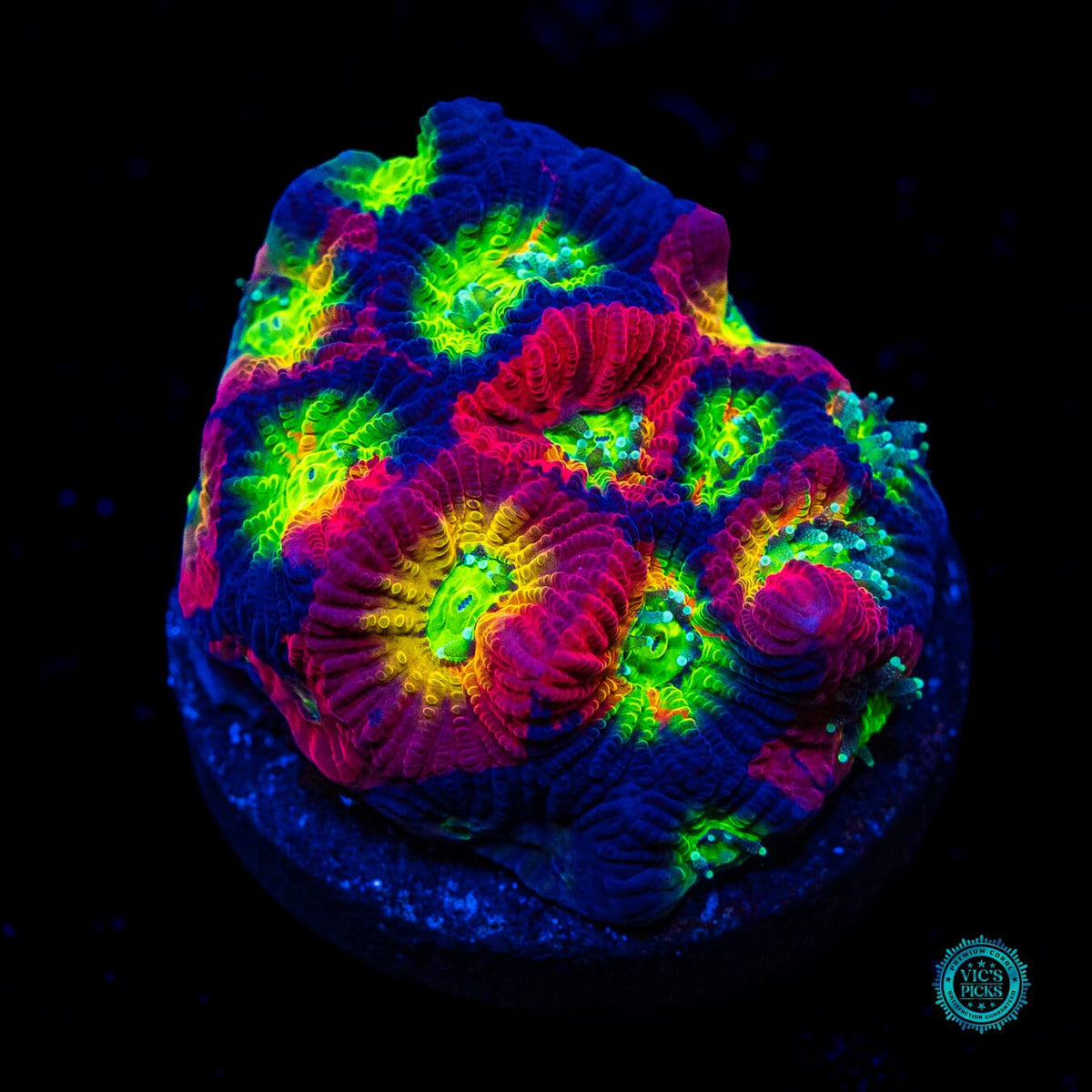 WWC Dark Phoenix Favites - Actinic Photo