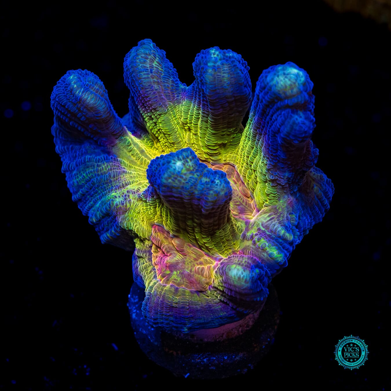 Worlds Collide Pectinia - Actinic Photo