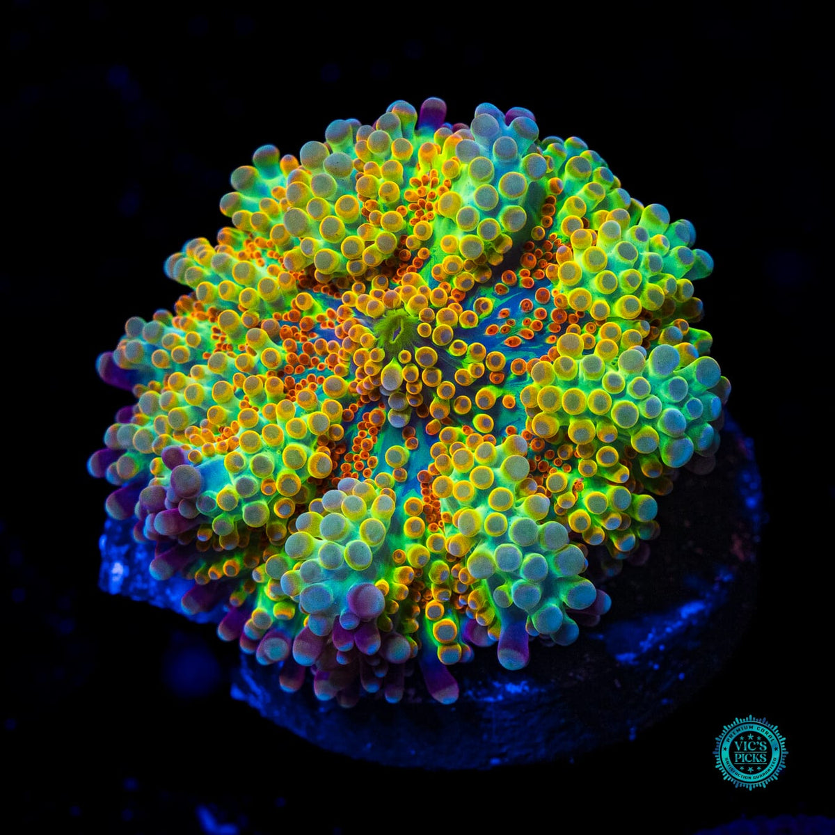Tropical Twist Yuma Mushroom - Actinic Photo