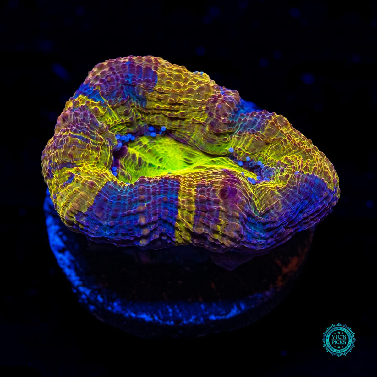 Plasmadrive Bowerbanki - Actinic Photo