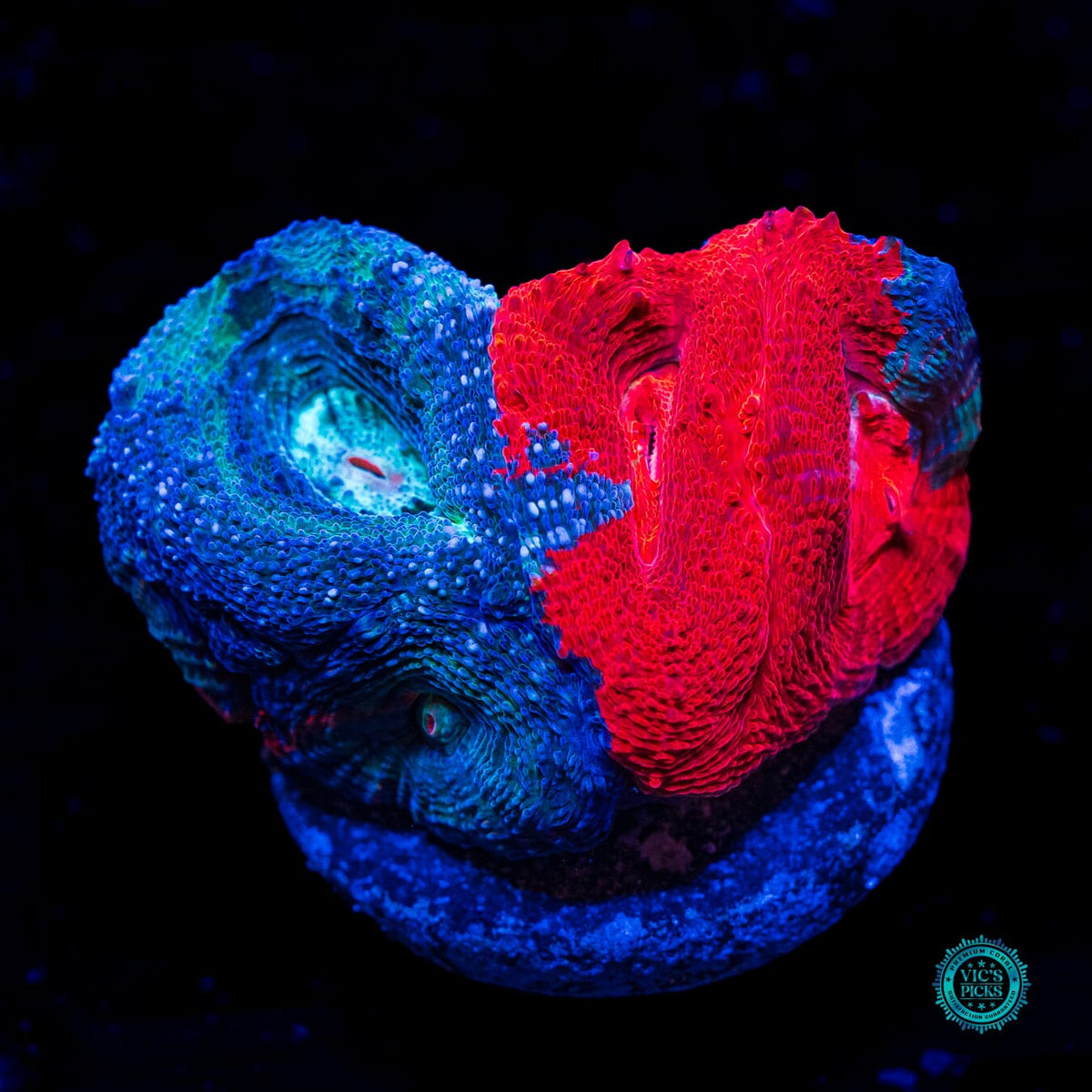 Scarlet Nebula Bowerbanki - Actinic Photo