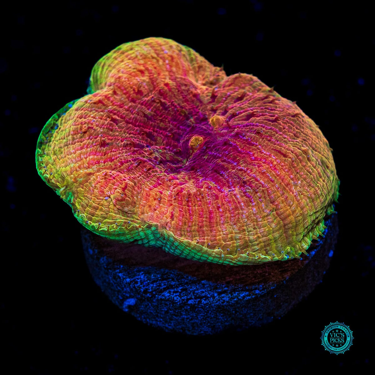 WWC Diablo Diaseris - Actinic Photo