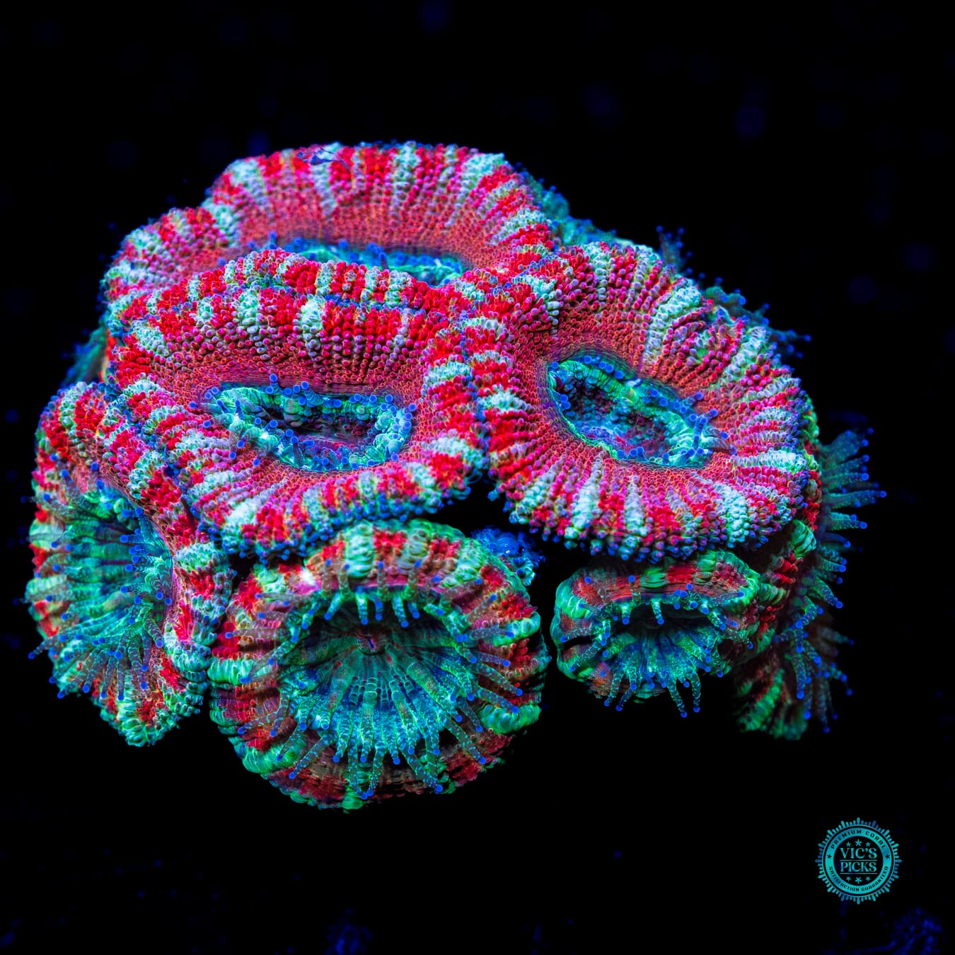Cheesecake Aussie Lord - Actinic Photo