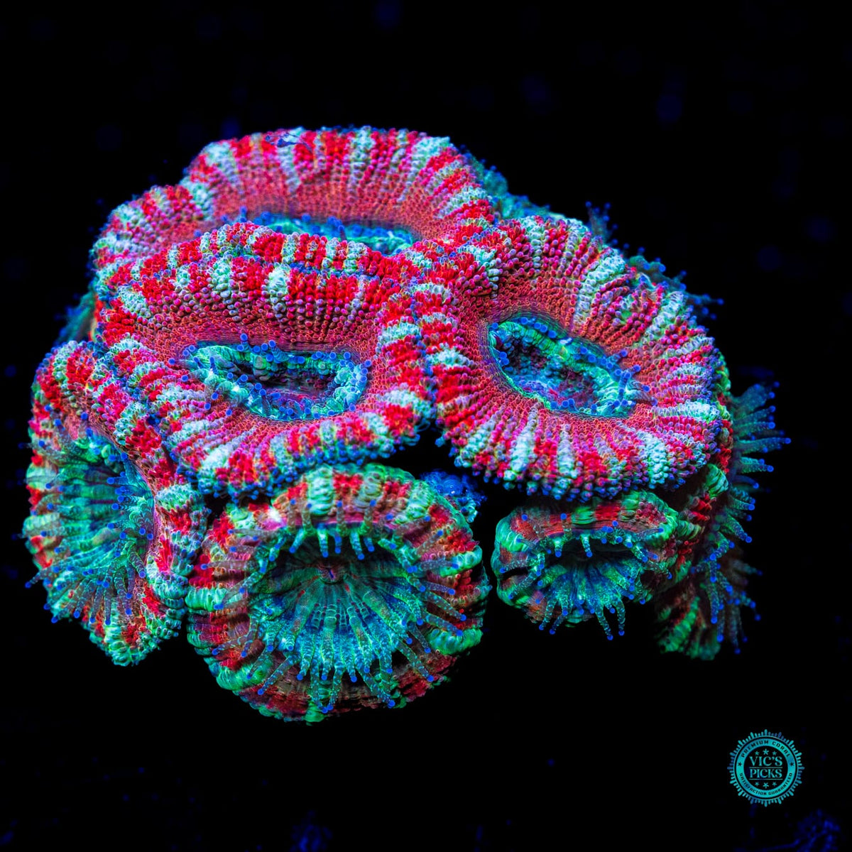 Cheesecake Aussie Lord - Actinic Photo
