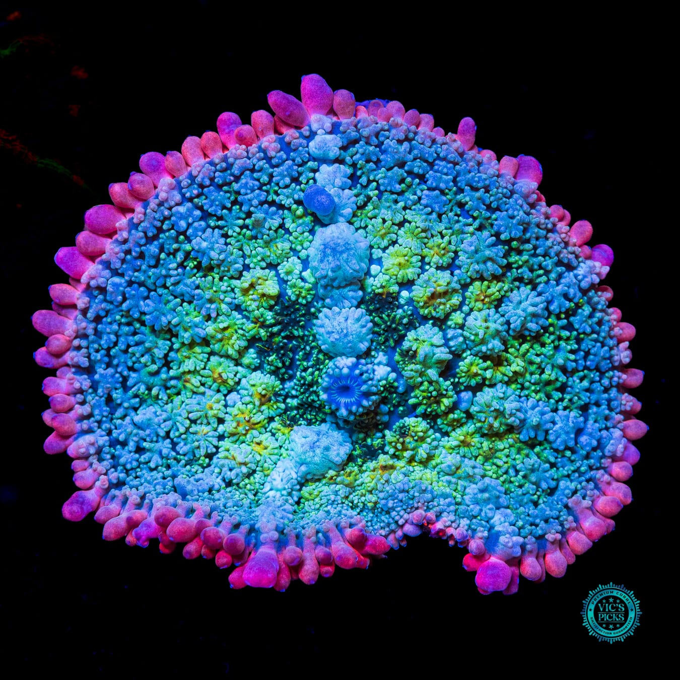 WWC Paradise Cove Carpet Mushroom - Actinic Photo