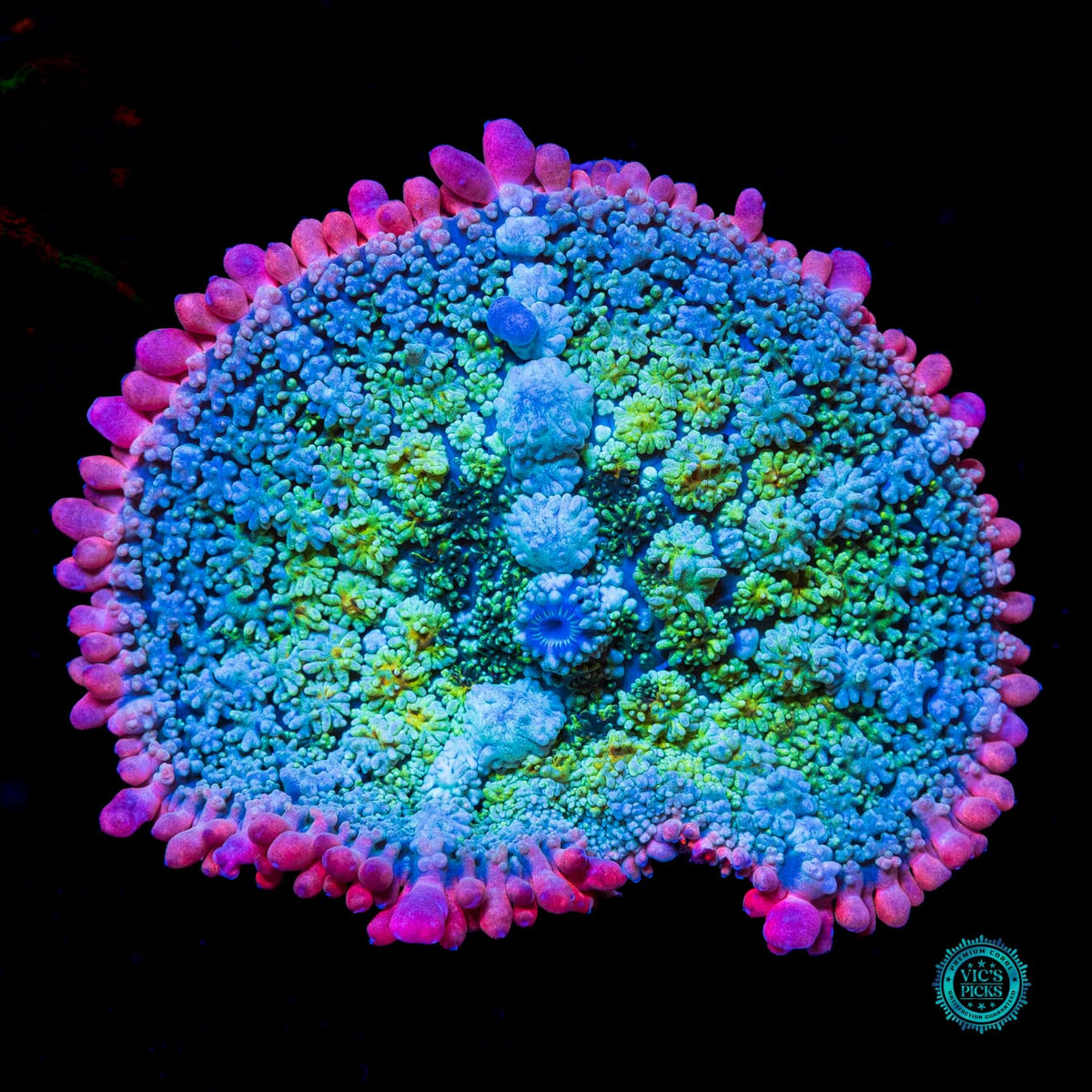 WWC Paradise Cove Carpet Mushroom - Actinic Photo