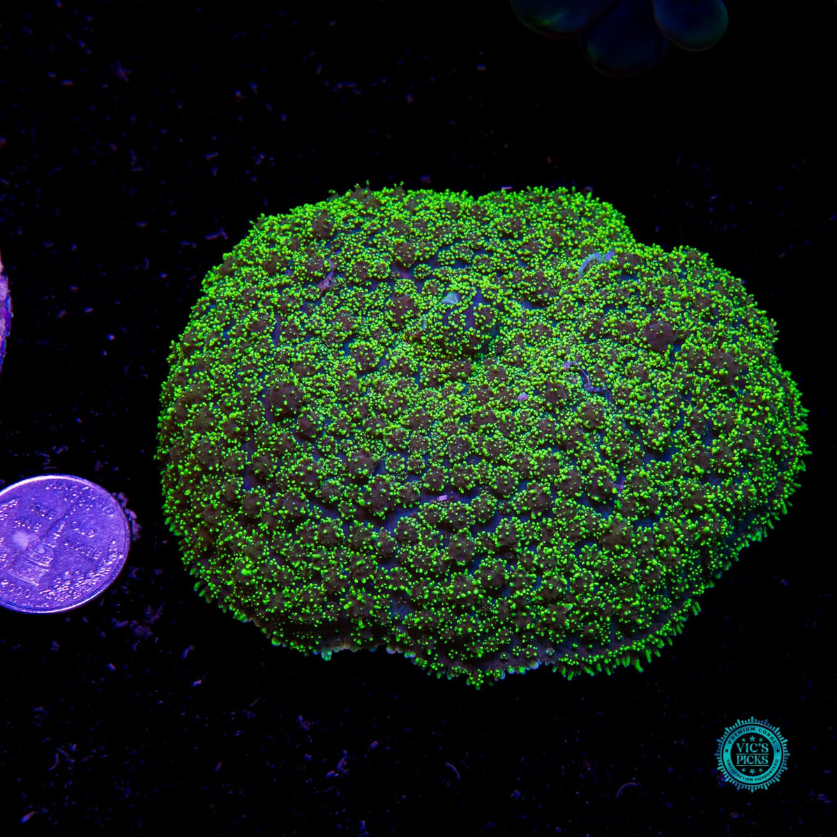 Juniper Jelly Hairy Mushroom - Daylight Photo