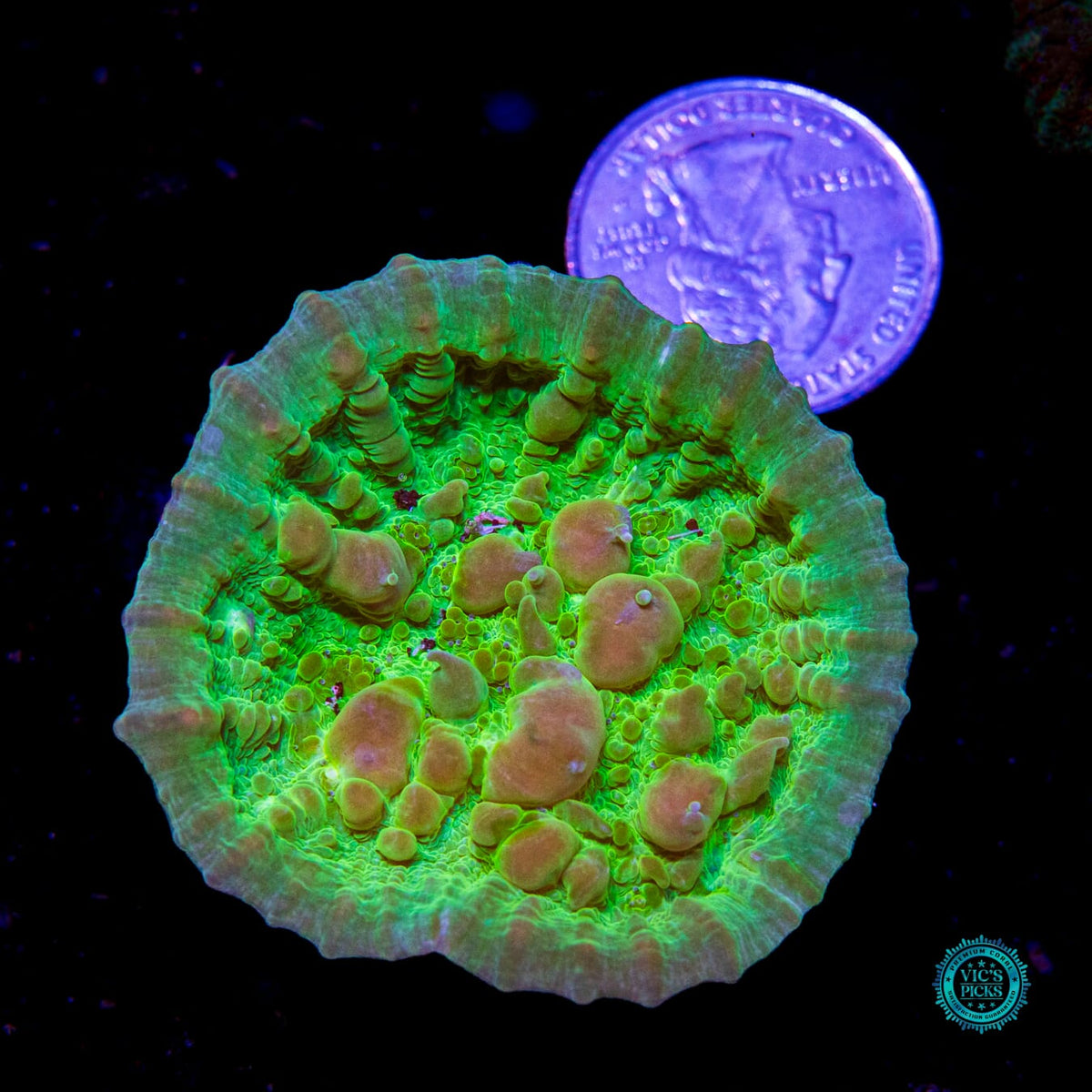 Neon Cosmic Candy Bounce Chalice - Daylight Photo