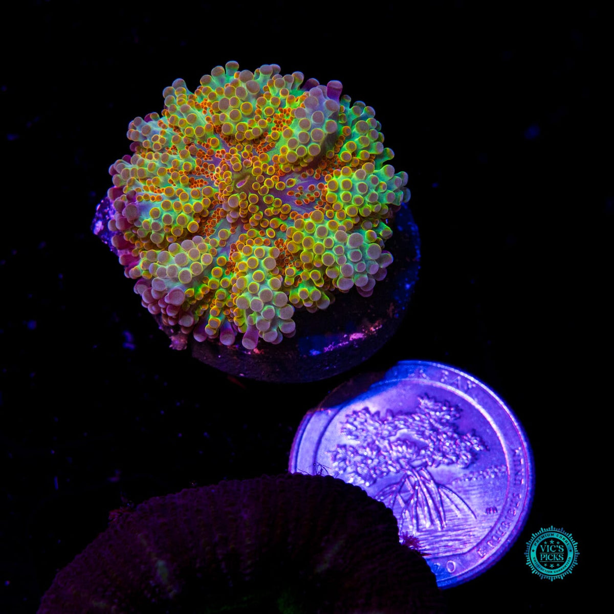 Tropical Twist Yuma Mushroom - Daylight Photo