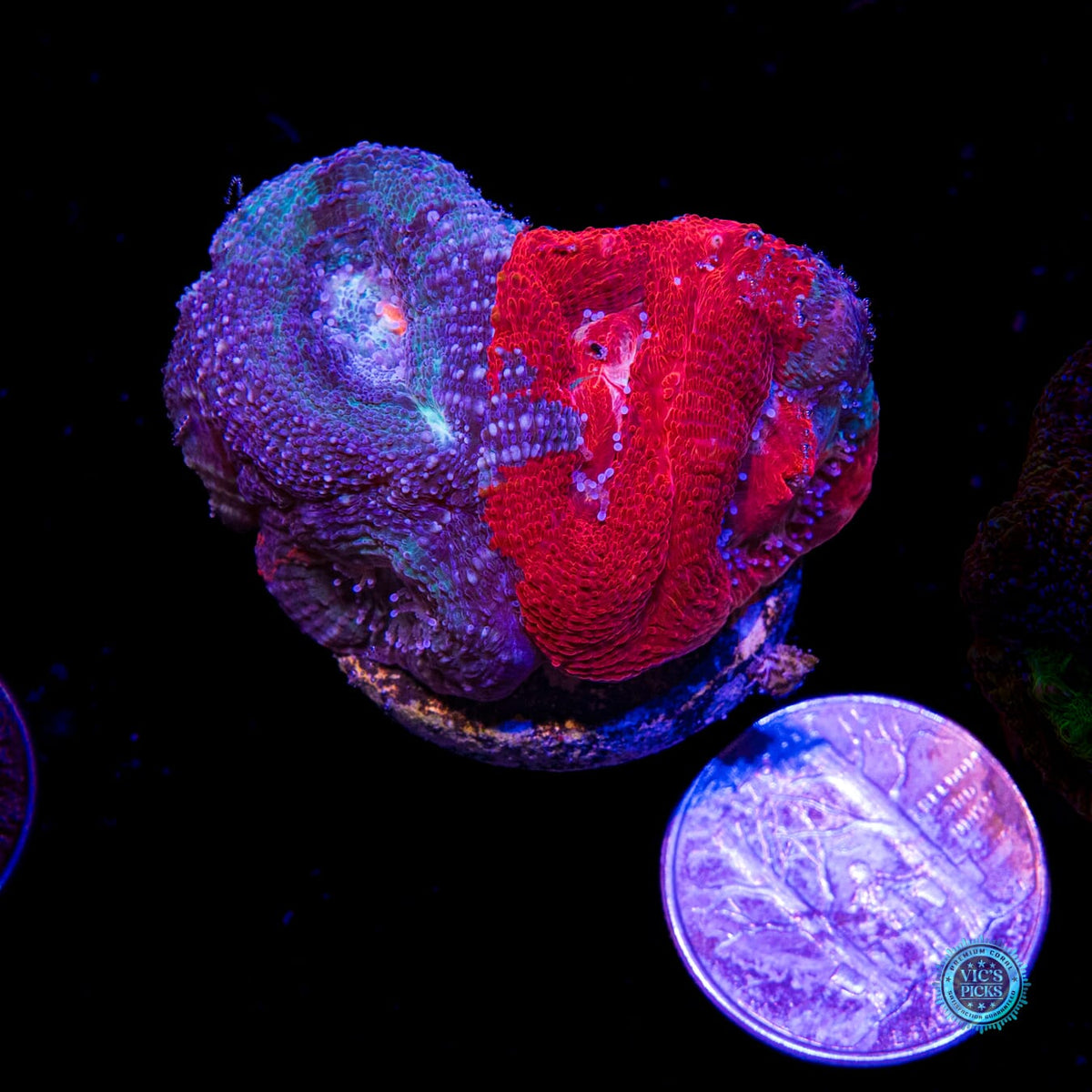 Scarlet Nebula Bowerbanki - Daylight Photo