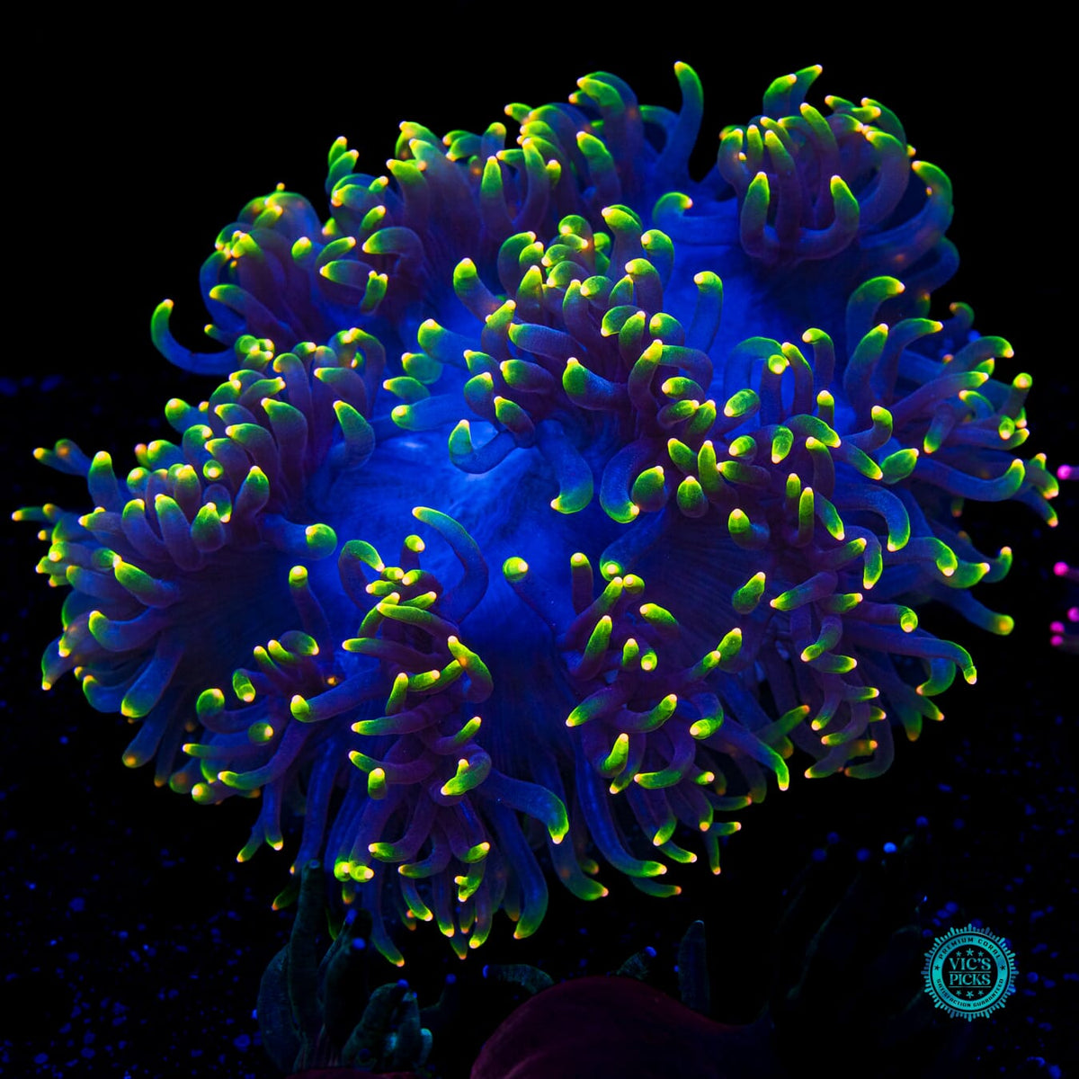 Ultra Rasta Elegance - Actinic Photo