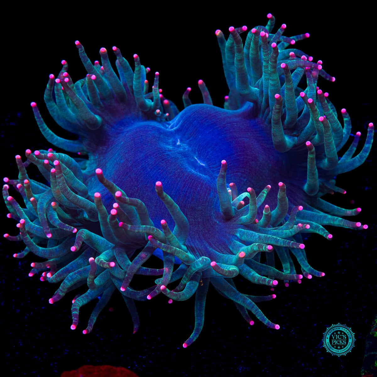 Hyper Pink Tipped Elegance - Actinic Photo