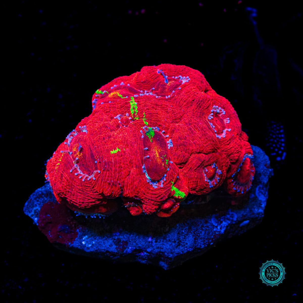 Aquacultured Electric Cherry Pie Bowerbanki - Actinic Photo