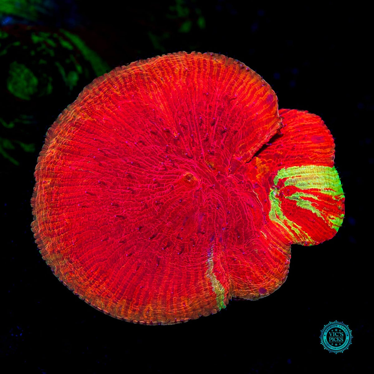 XL WWC Diablo Diaseris - Actinic Photo
