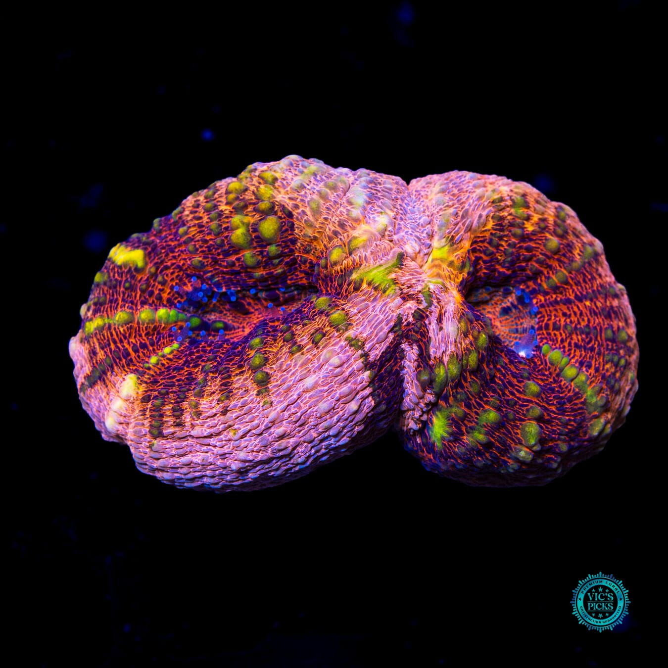 Peach Passion Lobophyllia - Actinic Photo