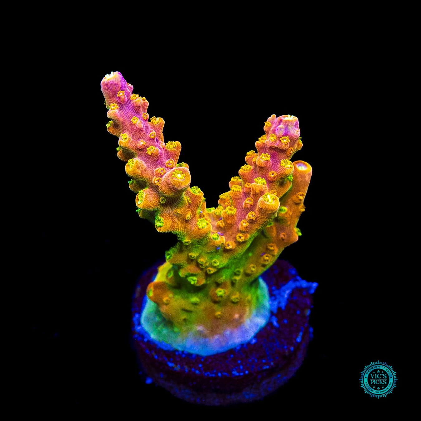 RR Rainbow Loom Acropora - Actinic Photo