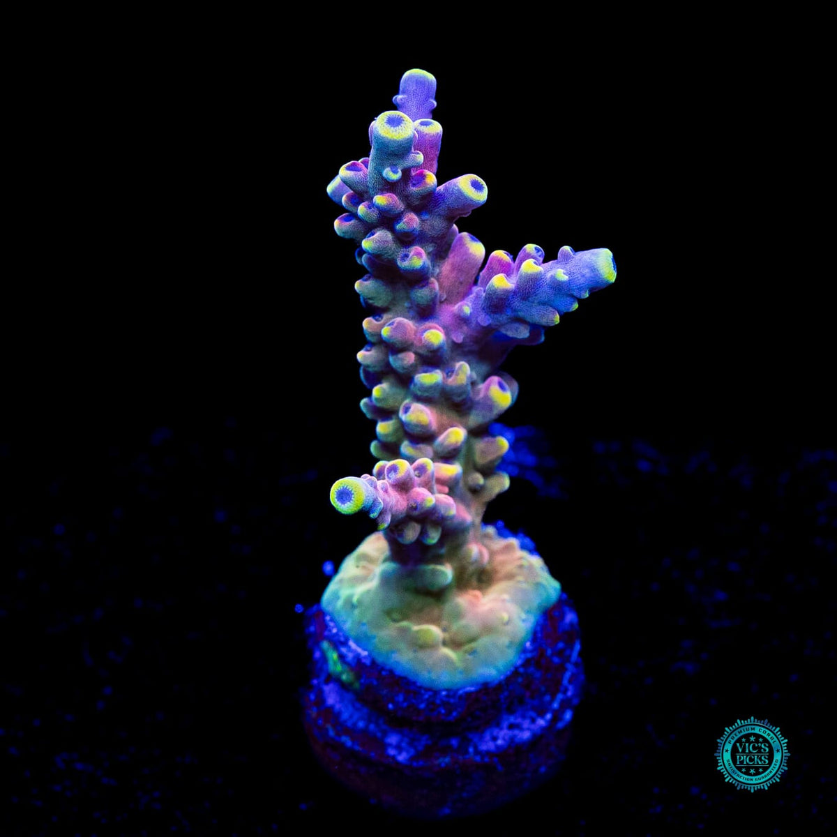RMF Candyland Acropora - Actinic Photo