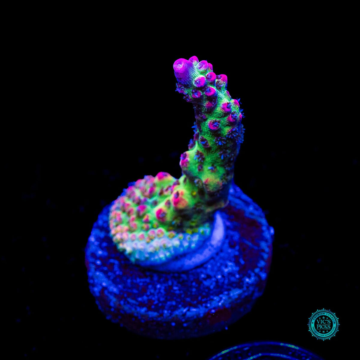 WWC Striptease Acropora - Actinic Photo