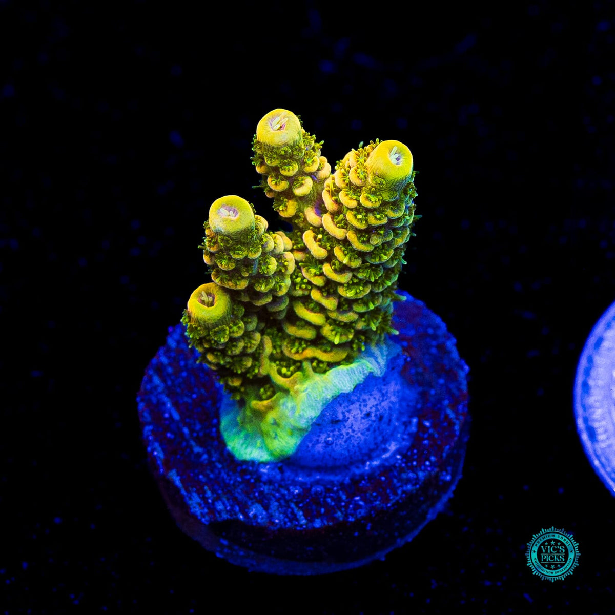 WWC Cactus Cooler Mille Acropora - Actinic Photo