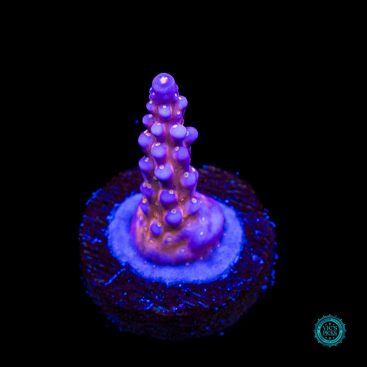 WWC All Star Acropora - Actinic Photo