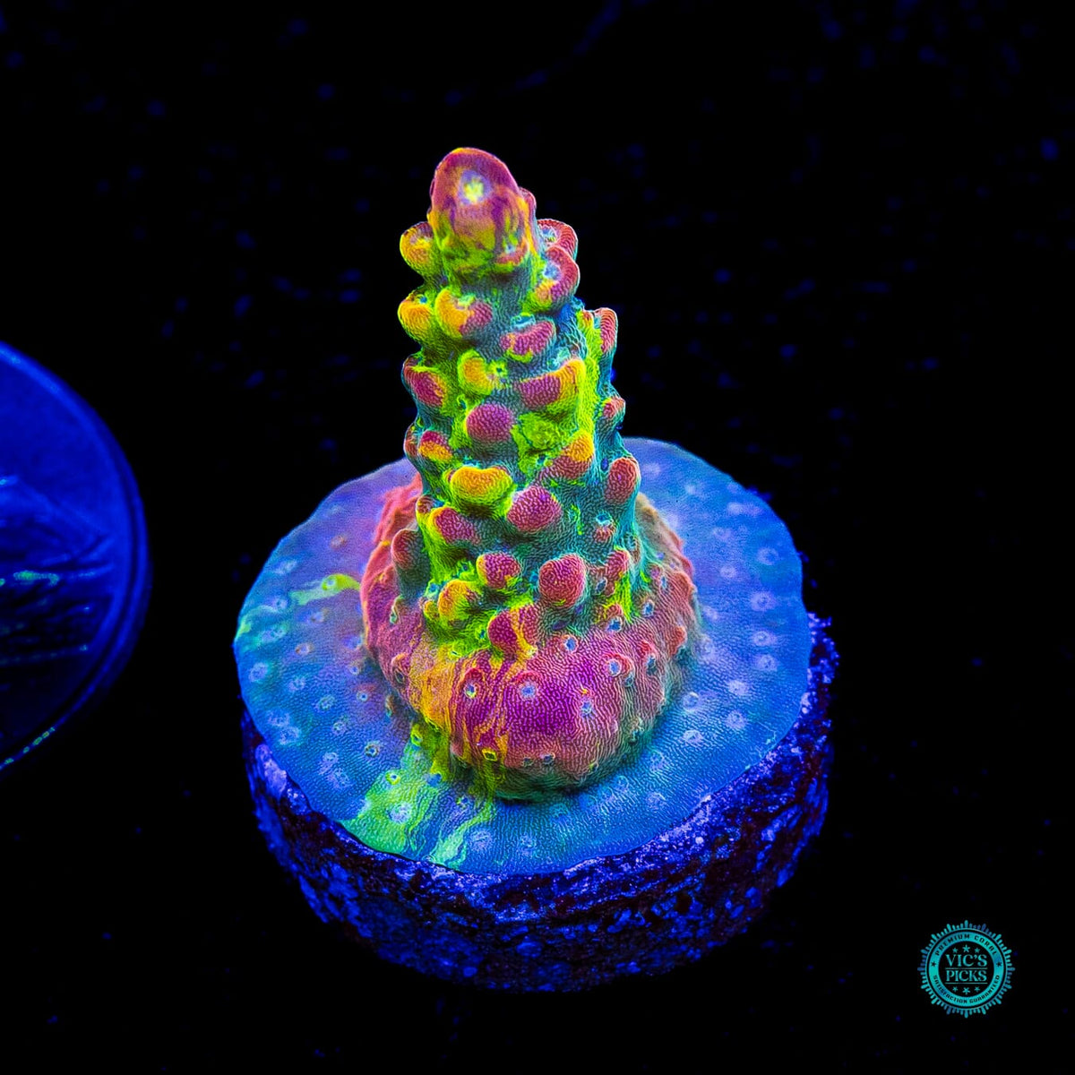 CC Grafted Banana Hammock Acropora - Actinic Photo