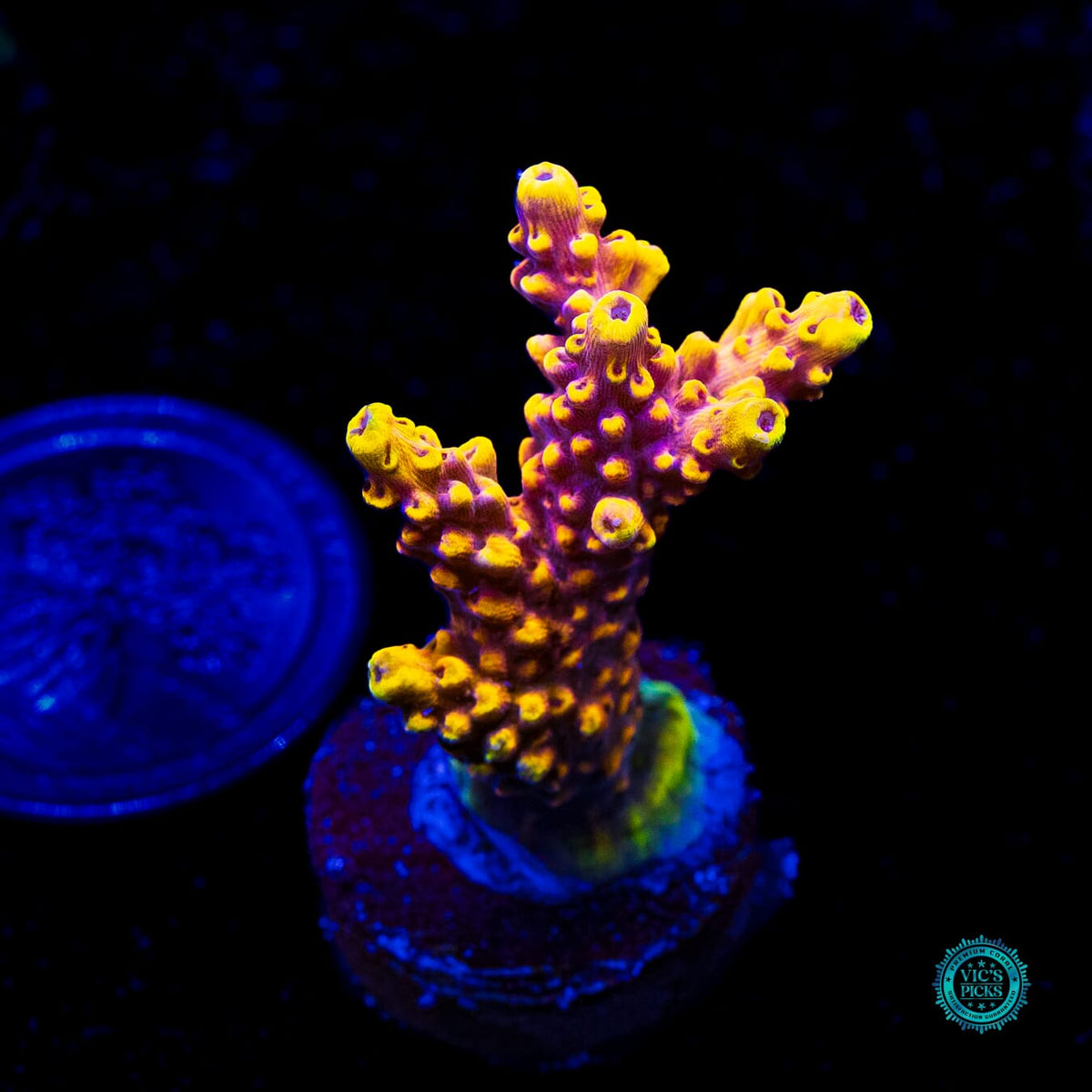 WWC Yellow Fever Acropora - Actinic Photo