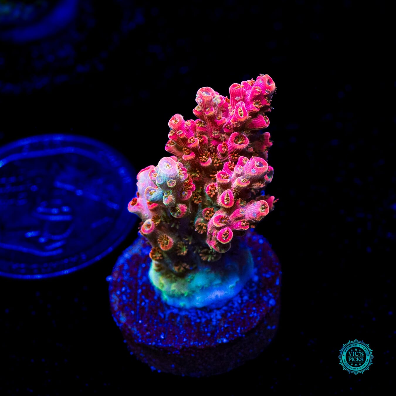 WWC Pantera Rosa Acropora - Actinic Photo