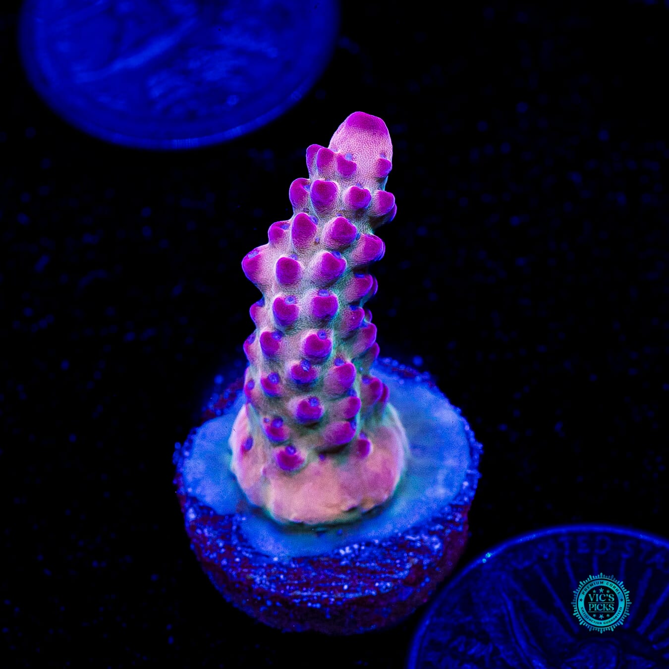 WWC Big Hoss Acropora - Actinic Photo