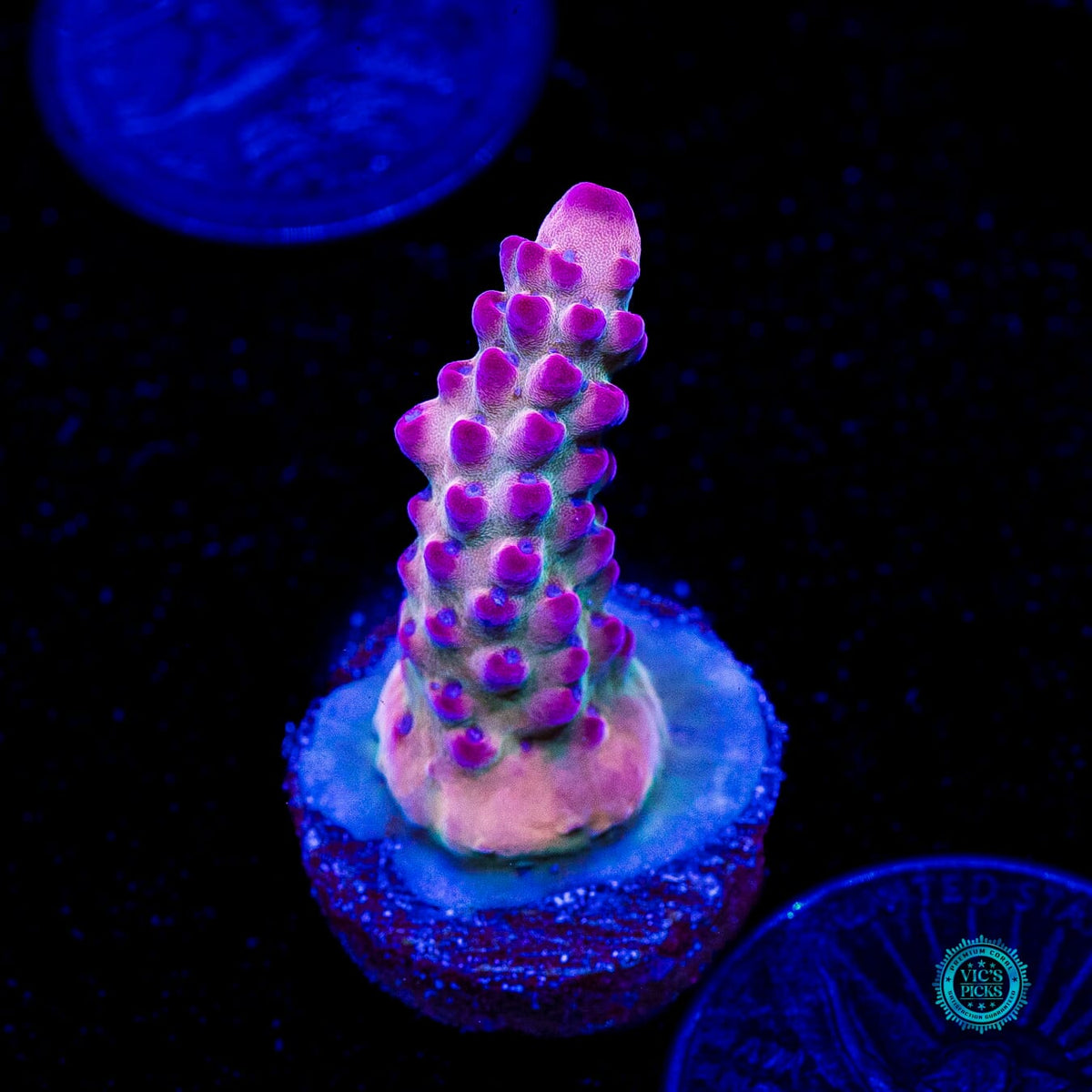 WWC Big Hoss Acropora - Actinic Photo