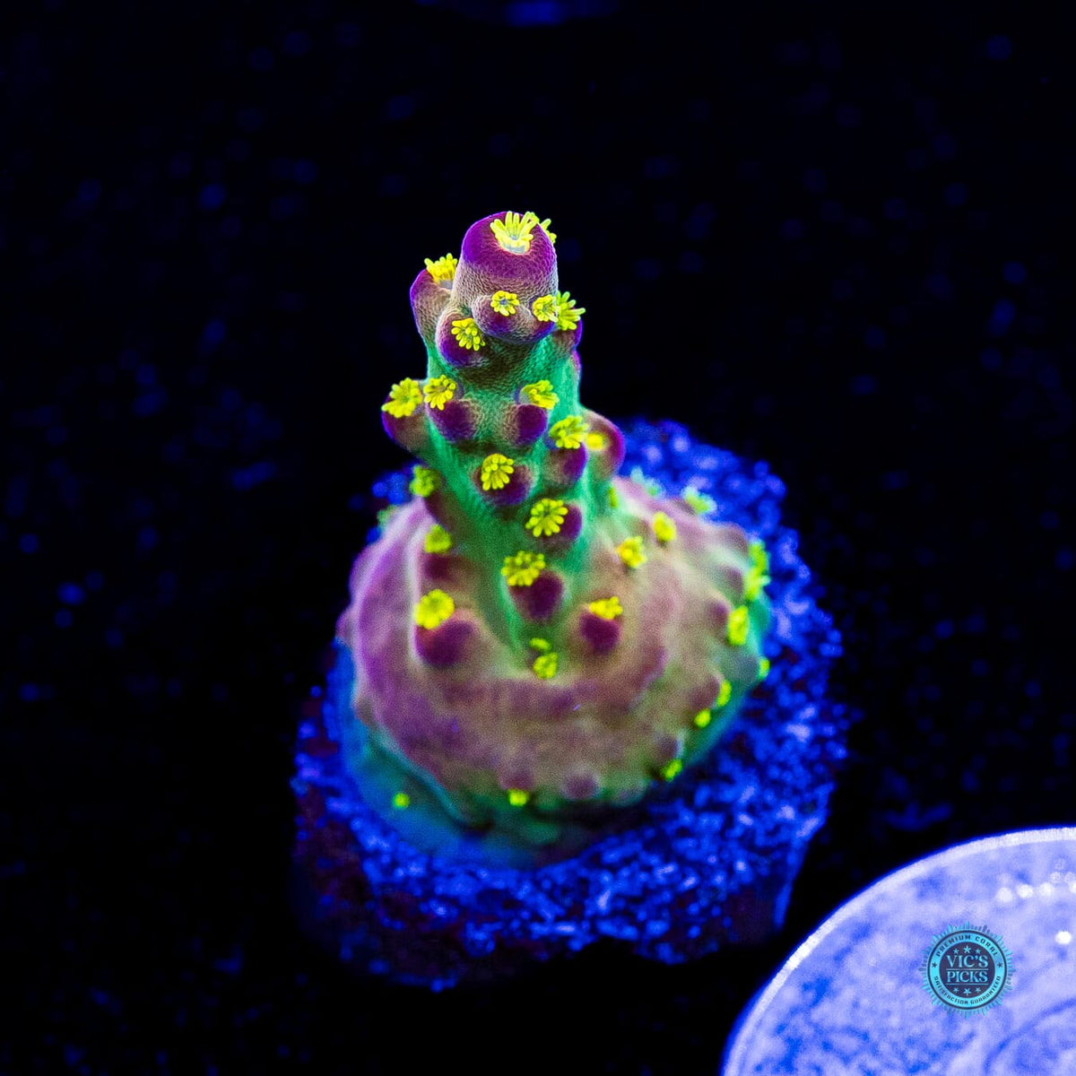 Jason Fox Fantasy Island Acropora - Actinic Photo