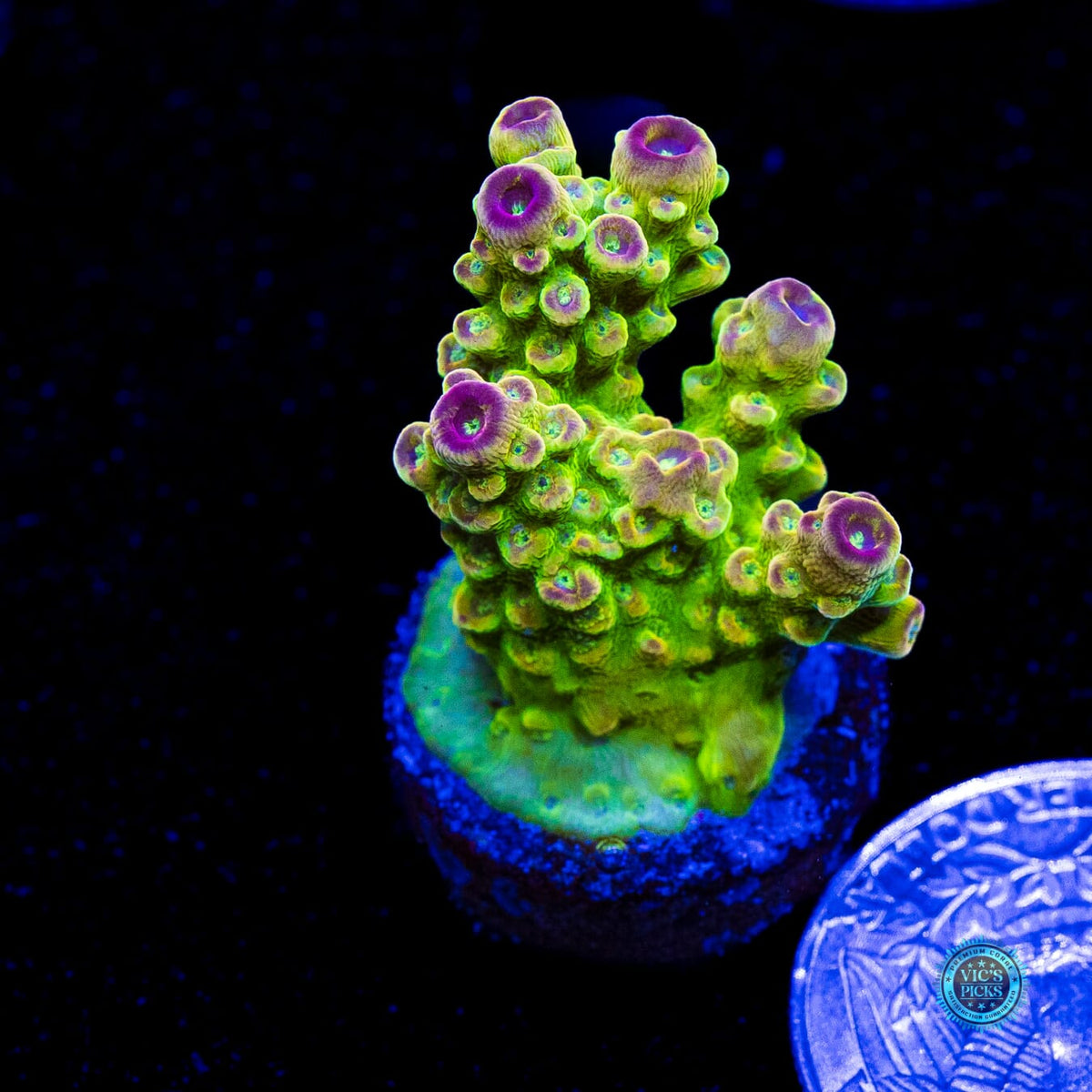 WWC Captain Caveman Acropora - Actinic Photo