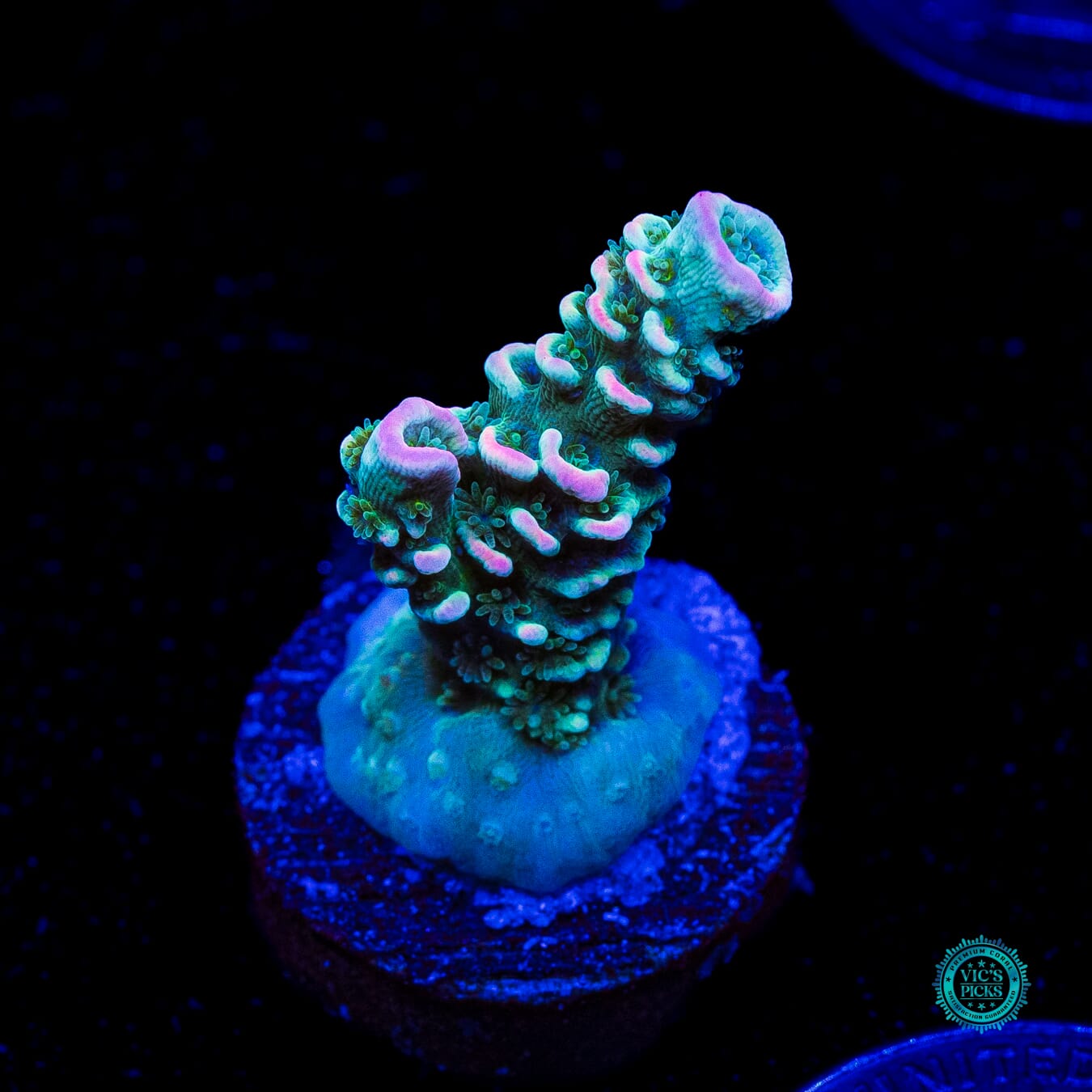 WWC Tiddly Winks Tenuis Acropora - Actinic Photo