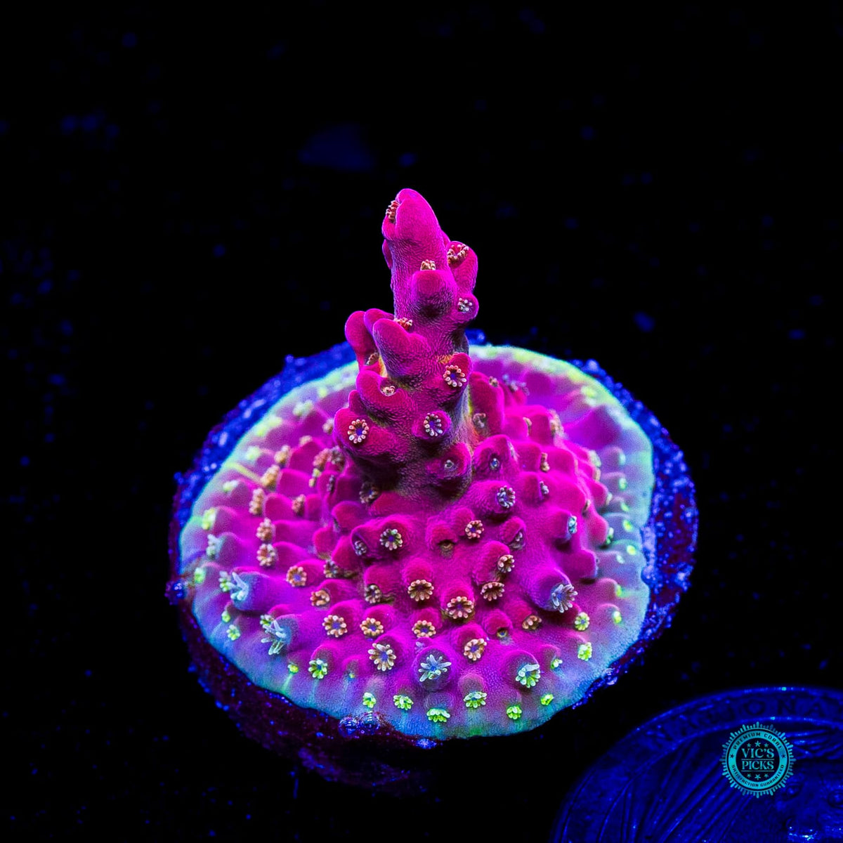 POTO  Flamethrower Acropora - Actinic Photo