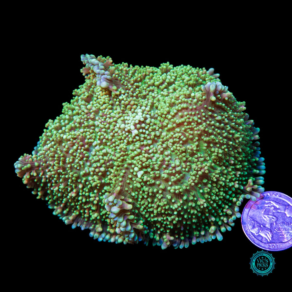 Fuzzy Leprechaun Mushroom - Daylight Photo