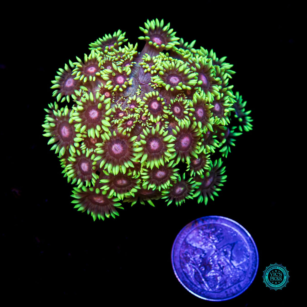 Poison Bomb Goniopora - Daylight Photo