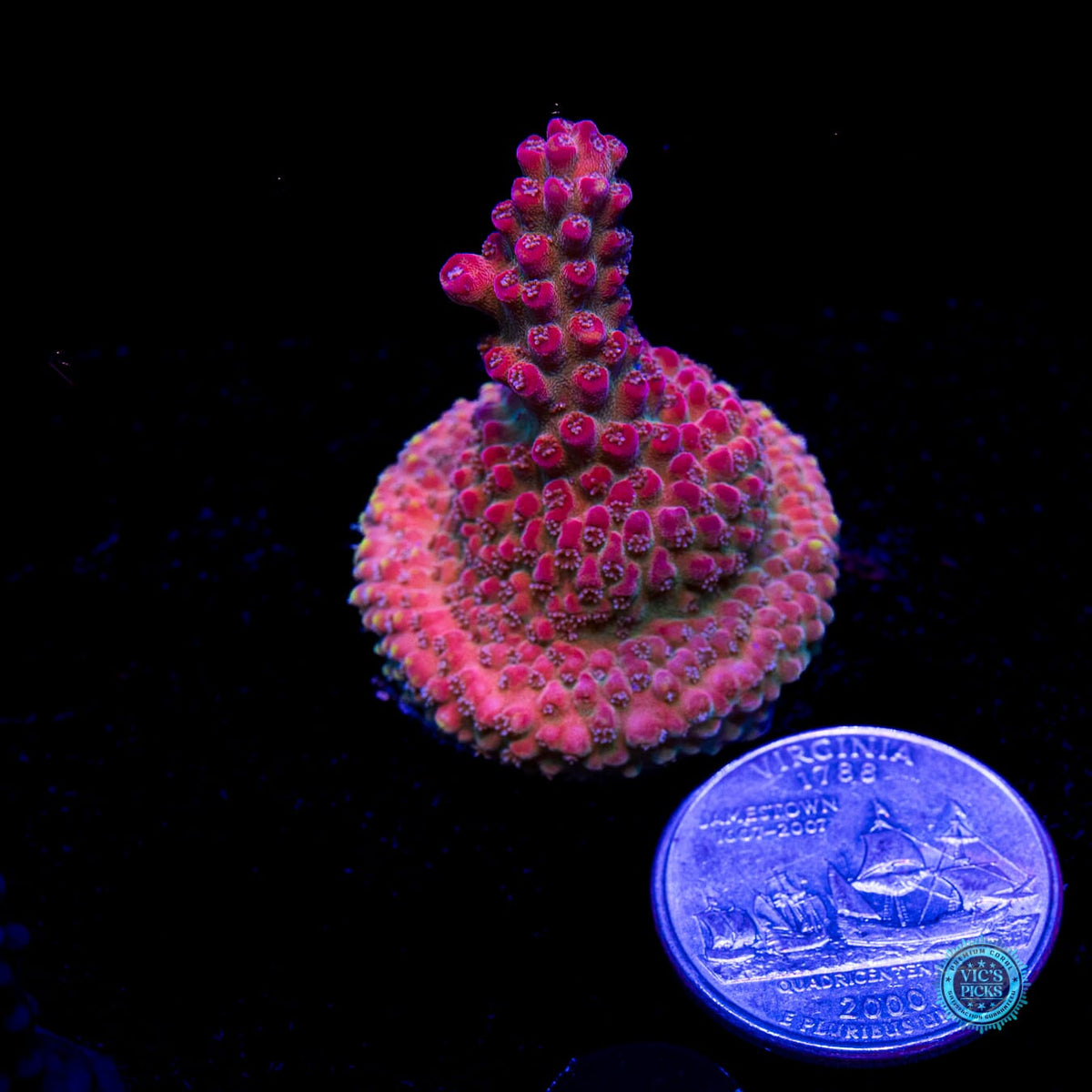 GWS Arcoiris Acropora - Daylight Photo