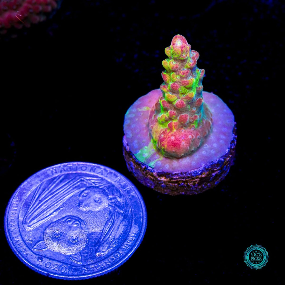 CC Grafted Banana Hammock Acropora - Daylight Photo