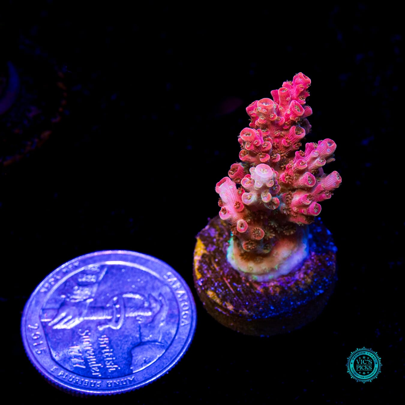 WWC Pantera Rosa Acropora - Daylight Photo