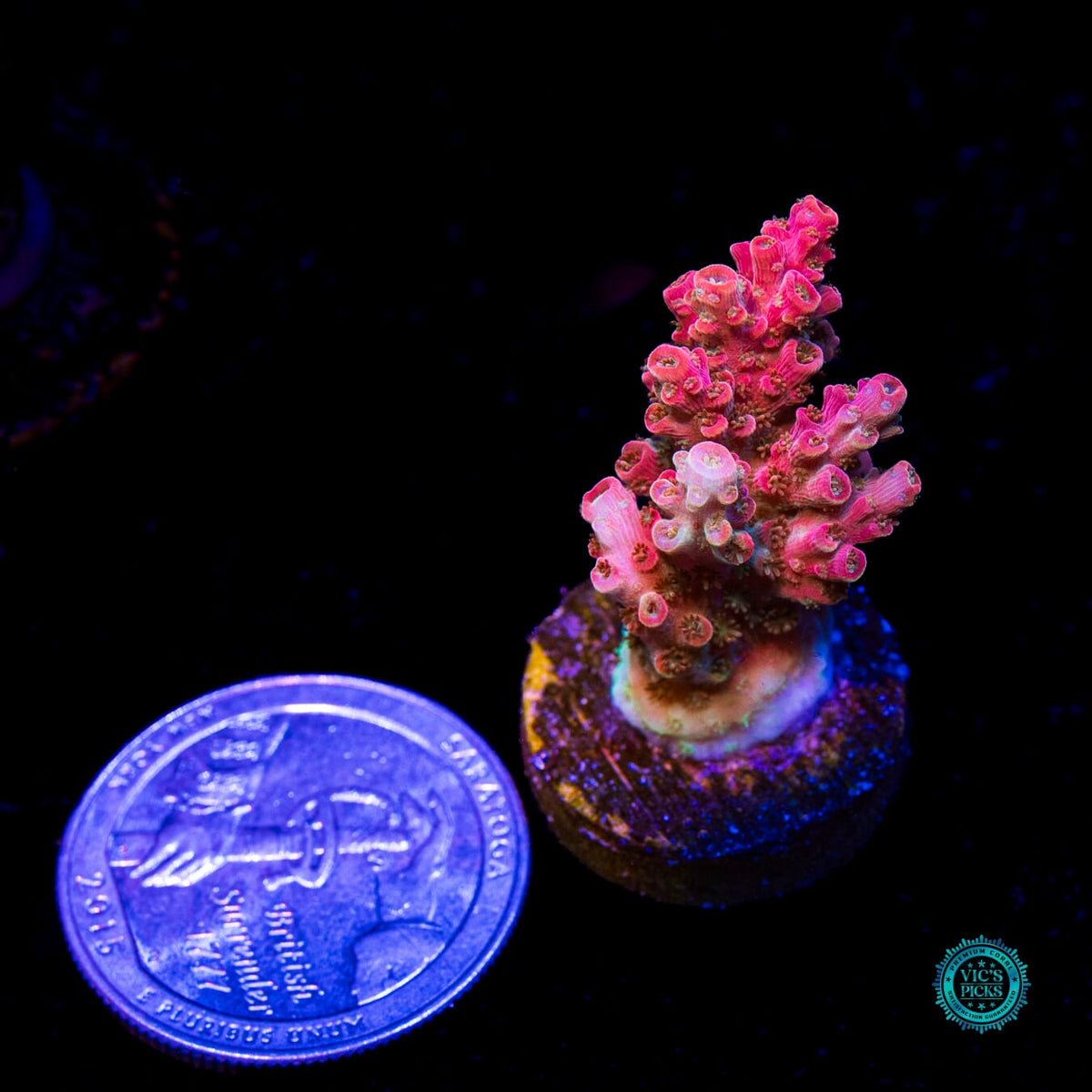 WWC Pantera Rosa Acropora - Daylight Photo