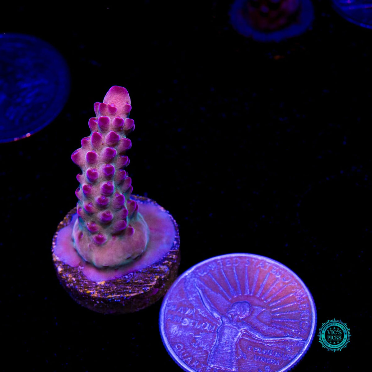 WWC Big Hoss Acropora - Daylight Photo