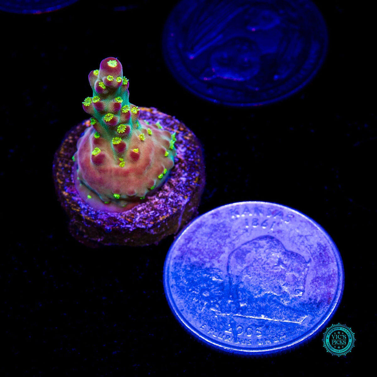 Jason Fox Fantasy Island Acropora - Daylight Photo