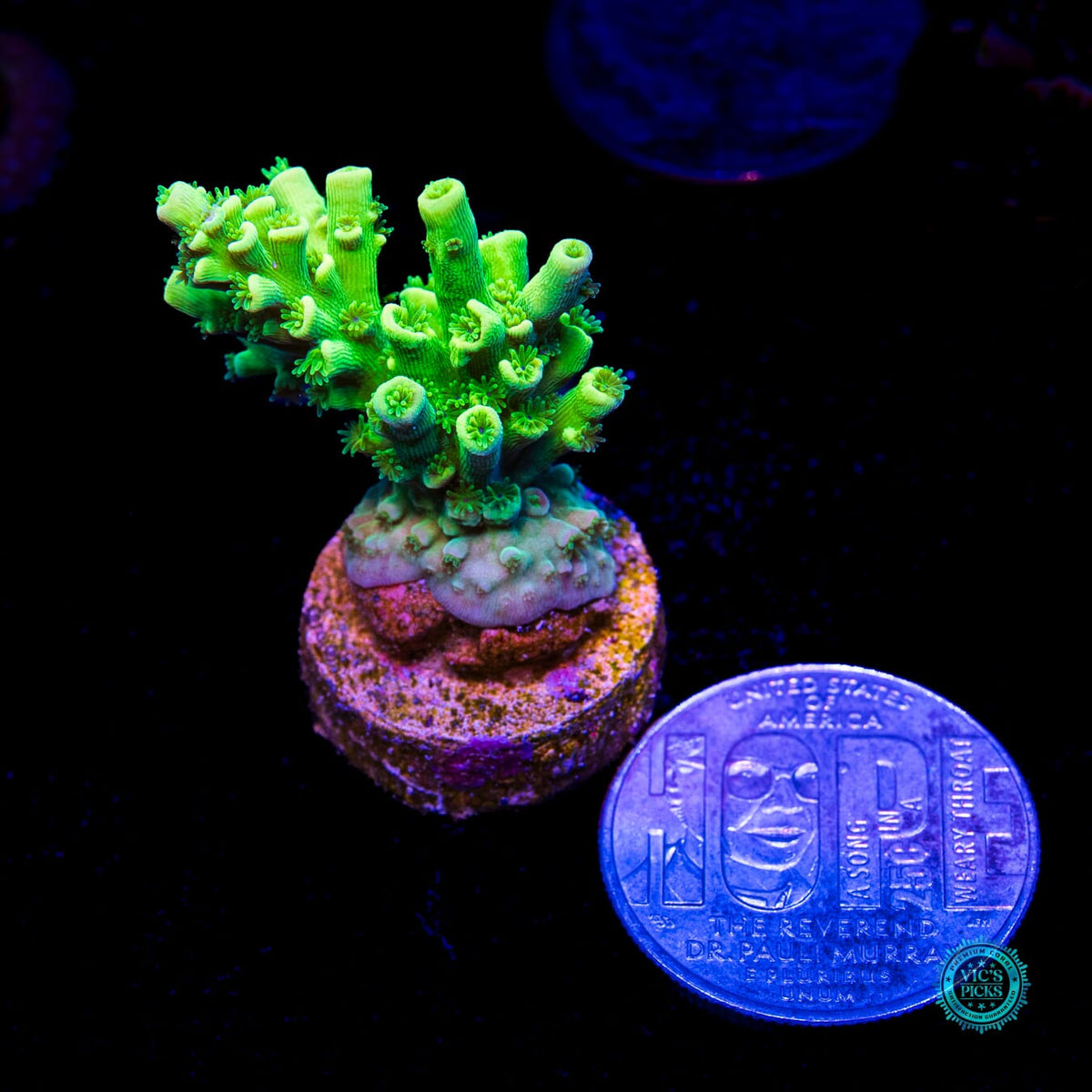 WWC Ninja Turtle Tenuis Acropora - Daylight Photo