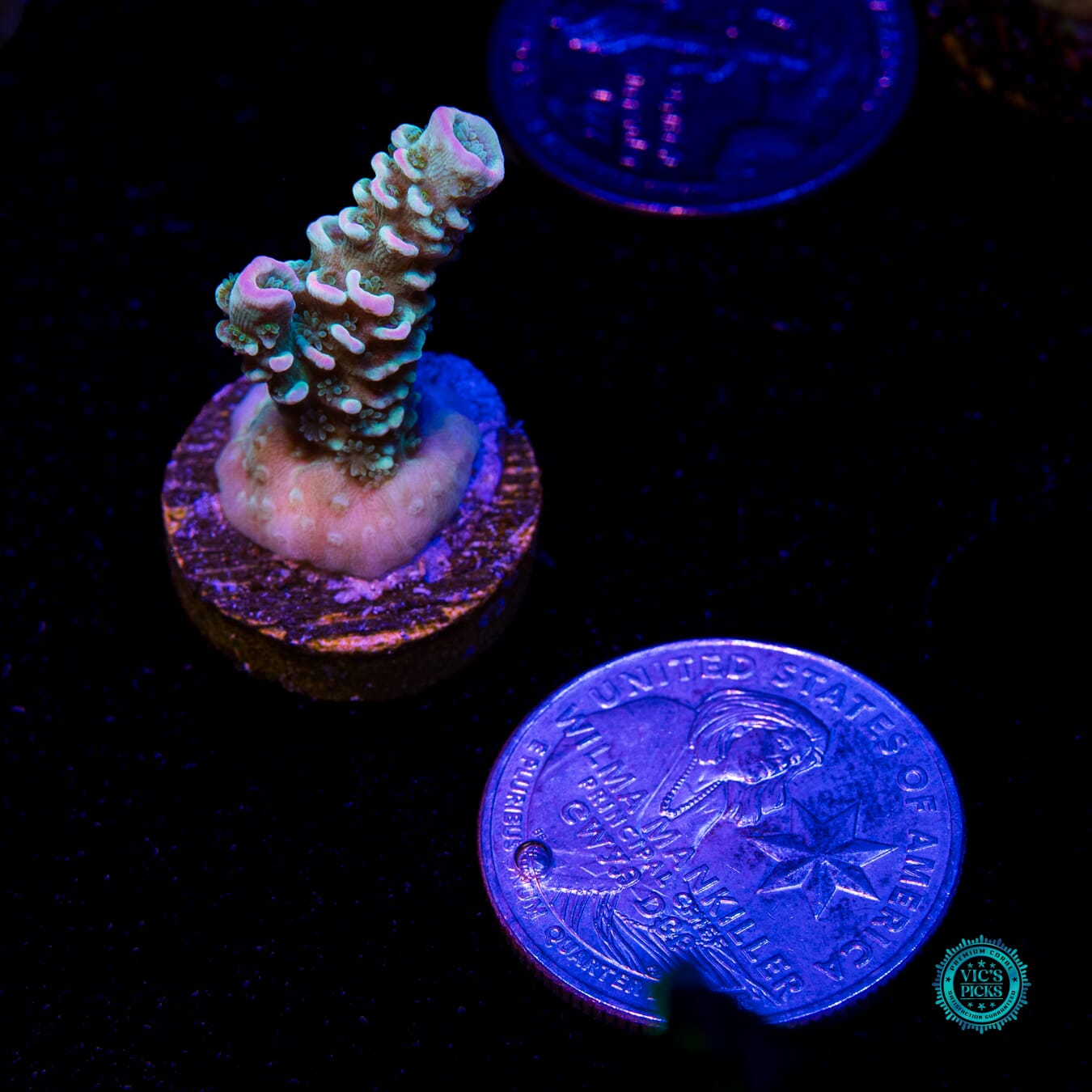 WWC Tiddly Winks Tenuis Acropora - Daylight Photo