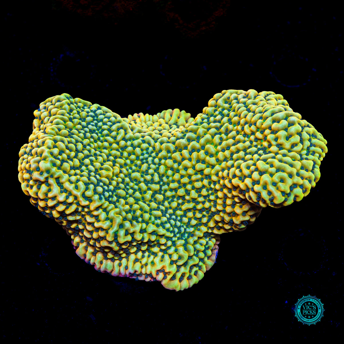 Jason Fox Beach Bum Montipora