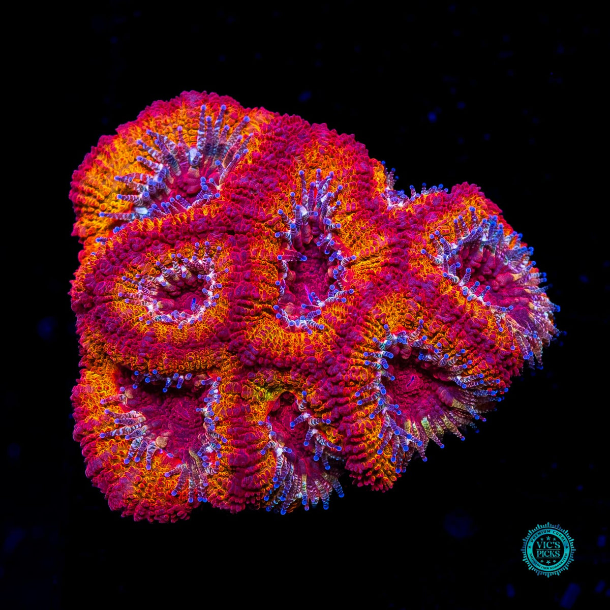 WWC Solar Flare Aussie Lord - Actinic Photo