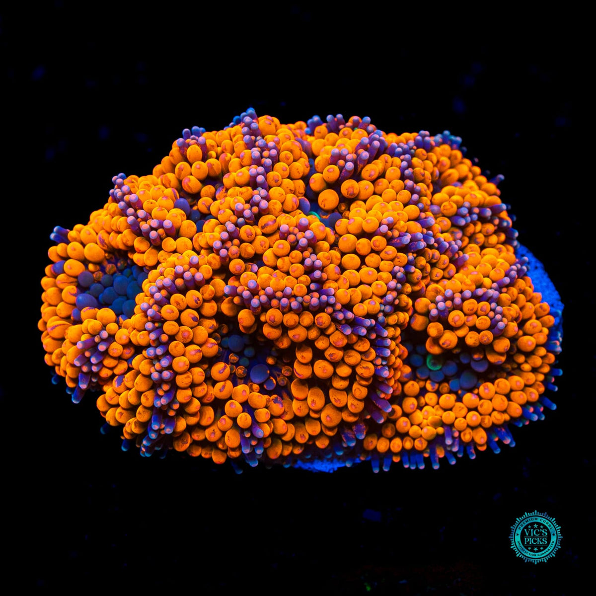 Rainbow Rim Ricordea Mushroom - Actinic Photo