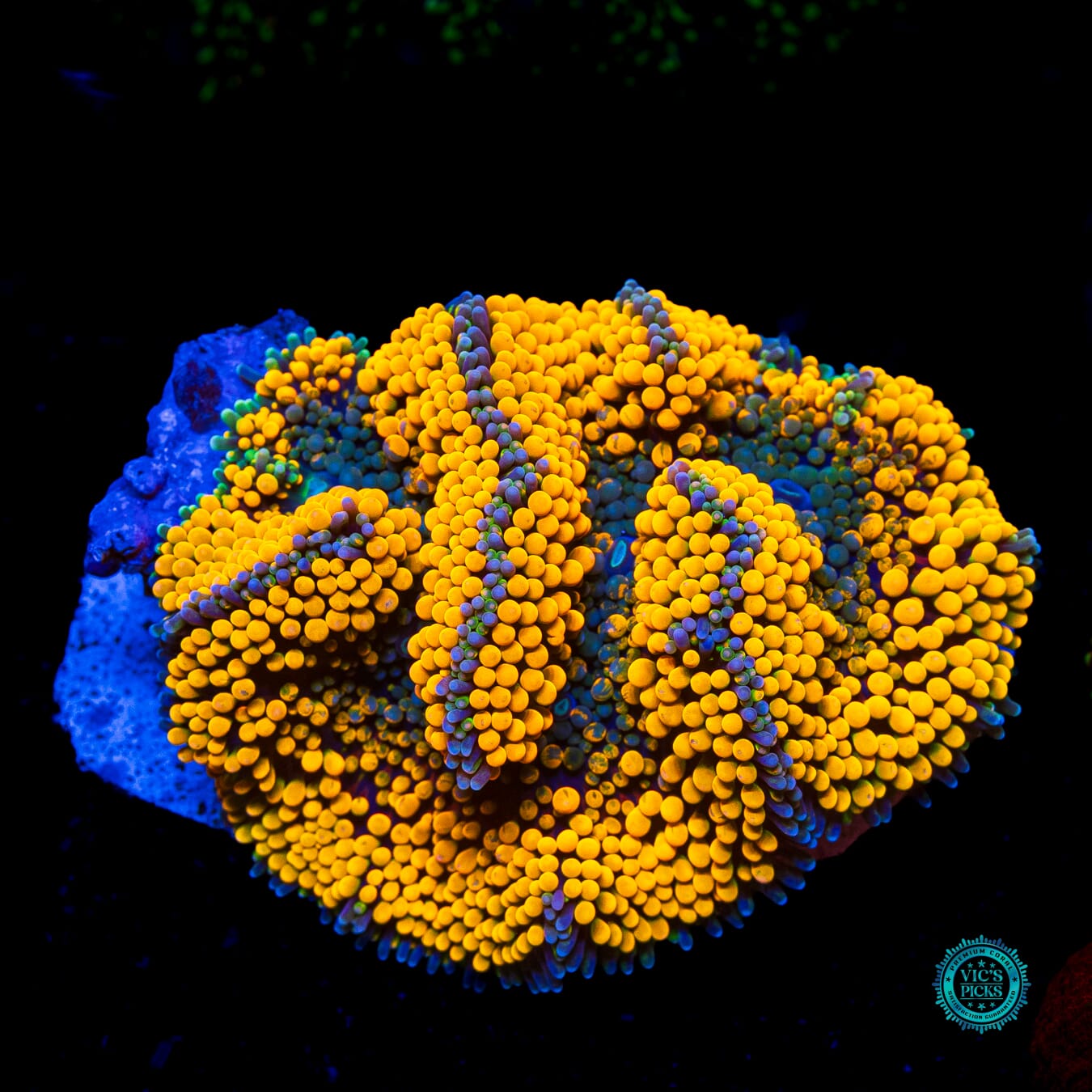 Citrus Bomb Ricordea Mushroom - Actinic Photo